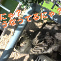 写真: 2005/9/12【猫写真】どうにゃってるにゃ？