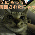 Photos: 051003-【猫写真】捕獲されたにゃ！！