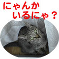 Photos: 051026-1【猫写真】にゃんだべんだ・・・