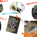 Photos: 051105-【猫写真】誰にゃ？！