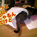 写真: 2006/2/9-【猫写真】変にゃ格好にゃ〜。