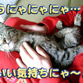 写真: 2006/2/17-【猫写真】うにゃ〜♪