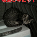 写真: 2006/3/2-【猫写真】夜遊びにゃ！