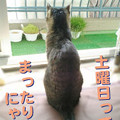2006/3/11-【猫写真】まったりにゃ〜