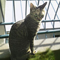 写真: 2006/3/25-【猫写真】お留守番にゃ