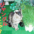 2006/4/27-【猫写真】ベランダがジャングルにゃ！