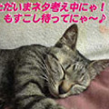 2006/4/11-2【猫写真】お知らせにゃ〜