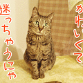写真: 090730-【猫アニメ】迷っちゃうにゃ！
