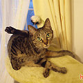 写真: 090915-【猫写真】決めポーズにゃ！？