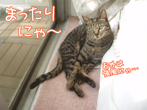 写真: 091101-【猫アニメ】まったりにゃんこにゃ。