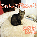 写真: 091222-【猫アニメ】にゃんこ用ぽかふかクッションにゃ！