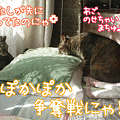 写真: 091223-【猫アニメ】横取りされたにゃ！