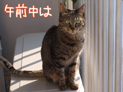 091227-【猫アニメ】一日まったりにゃ〜♪