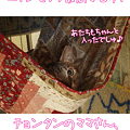 101017-【猫アニメ】ニャンモック最高にゃん！！