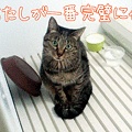 101122【猫アニメ】カレンダー用写真、撮影ちぅにゃ〜♪