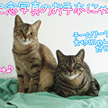 110424-【猫アニメ】ママちゃん、お誕生日にゃ！