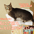 110429-【猫アニメ】署名にご協力ありがとにゃ！！