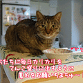 110430-【猫アニメ】署名、送ったにゃ！
