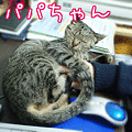 080416-【猫アニメ】パパちゃんにごろごろにゃ！