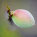 写真: 梅の実2016.04.10目白庭園