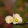 写真: おばの愛した花々32018.11.11高崎