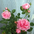 写真: Miniature rose　Trendy　ミニバラ　トレンディ