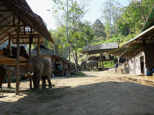 Thailand  Chiang Mai（メーサー・エレファント・キャンプ）