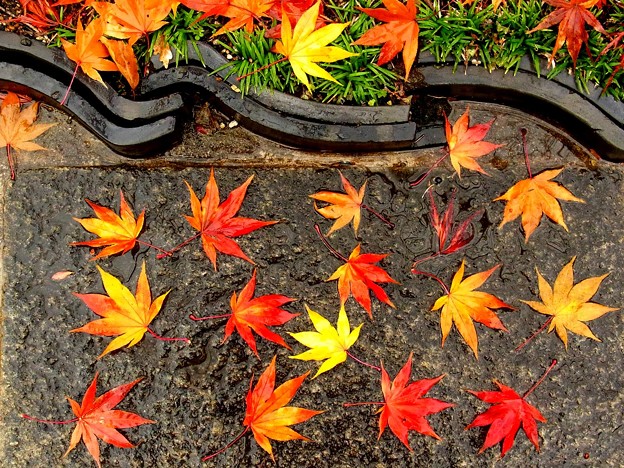 写真: 石畳のぬれ落ち葉。