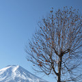Photos: 鳥の華咲く冬の日。