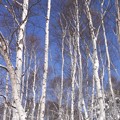 真冬の白樺林。