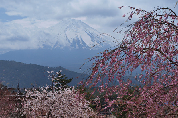写真: しだれ桜と怪しい雲行き。