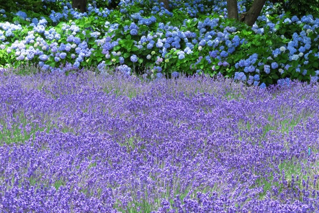 写真: ラベンダーと紫陽花と。