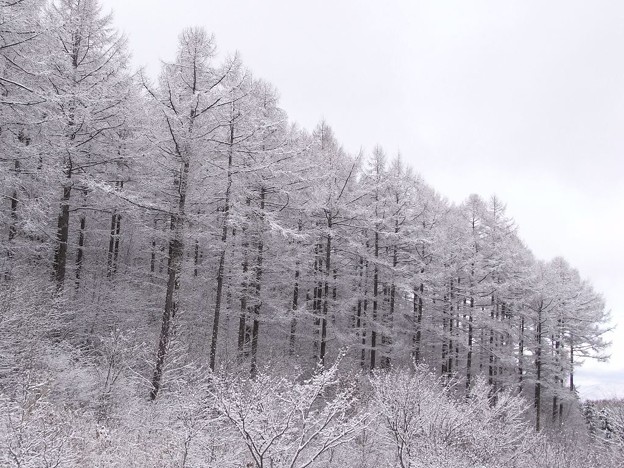 Photos: 迎えた冬景色。