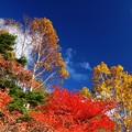 写真: 仰ぎ見る紅葉と空。