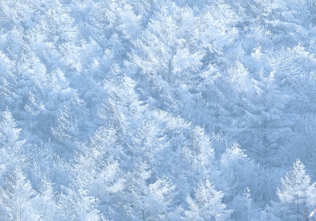 Photos: 冬森が誘ってる。