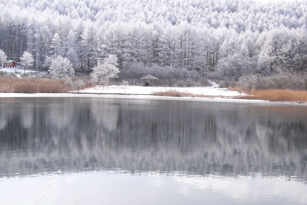Photos: 氷結前の池に映る森。