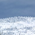 Photos: 山頂の白樹林。