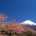 写真: 濃い色桜と抜けるよな青空。