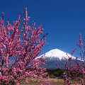 Photos: 花桃のピンク色。
