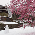 一面雪に、桜の櫓下。