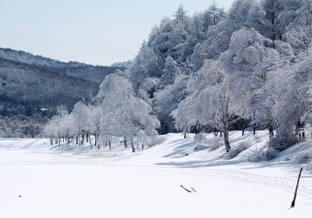 Photos: 凍てつく湖畔の木々たち。