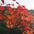 日差し浴びる楓の紅葉