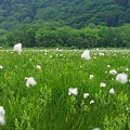 綿の花畑