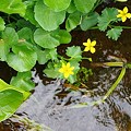 水辺に咲く黄色い花