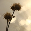 写真: トゲトゲの花２