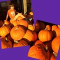 写真: Picking Pumpkins!