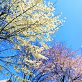 写真: Magnolia and Cherry Blossom