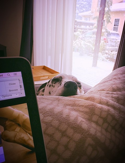 写真: She Loves Blanket...not really excited to go outside ^^v