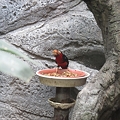 写真: ヒゲゴシキドリが大口開いて餌を食べる