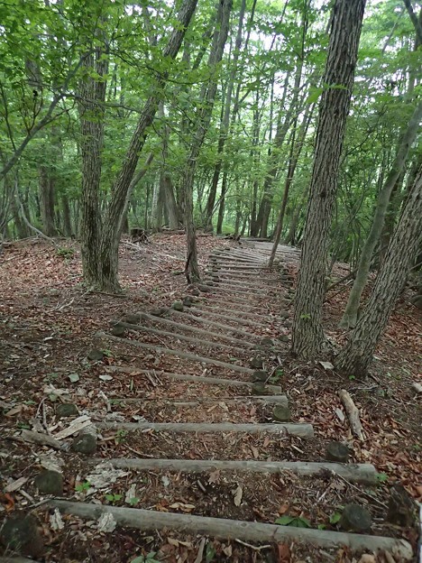 写真: よく整備された木の階段
